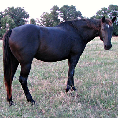 Miss Fifty Blue Val - Rowdy Blue Man daughter out of a Plenty Try daughter