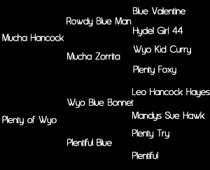 Sire: Mucha Hancock (Rowdy Blue Man by Blue Valentine X Mucha Zorrita by Wyo Kid Curry out of Plenty Foxy); Dam: Plenty of Wyo (Wyo Blue Bonnet X Plentiful Blue)     Tested: N/N for HYPP, HERDA, GBED, PSSM1, & MH