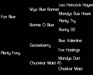 Sire: Fox Blue (Wyo Blue Bonnet X Bonnie O Blue); Dam: Plenty Foxy (Gooseberry by Blue Valentine X Chuckkar Maid 45)     Tested: N/N for HYPP, HERDA, GBED, PSSM1, & MH