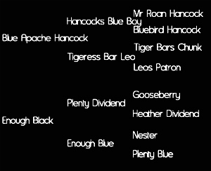 Sire: Blue Apached Hancock (Hancocks Blue Boy X Tigeress Bar Leo); Dam: Enough Black (Plenty Dividend by Gooseberry X Enough Blue)