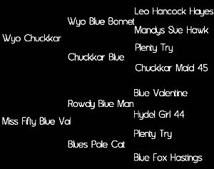 Sire: Wyo Chuckkar (Wyo Blue Bonnet X Chuckkar Blue)  Dam: Miss Fifty Blue Val (Rowdy Blue Man X Blues Pole Cat)     Tested: N/N for HYPP, HERDA, GBED, PSSM1, & MH