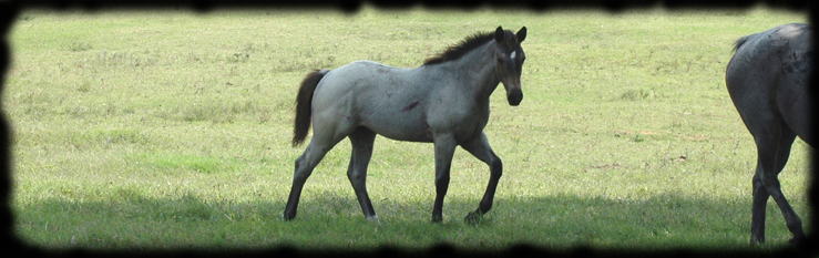 "A stunning filly that is a grand-daughter of both Hancocks Blue Boy and Rowdy Blue Mane."  Copyright 2008 photo: Jennifer Keller