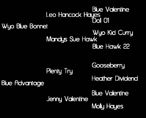 Sire: Wyo Blue Bonnet (Leo Hancock Hayes by Blue Valentine X Mandys Sue Hawk); Dam: Blue Advantage (Plenty Try by Gooseberry X Jenny Valentine by Blue Valentine)     Tested: N/N for HYPP, HERDA, GBED, PSSM1, & MH