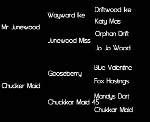 Sire: Mr Junewood (Wayward Ike by Driftwood Ike X Junewood Miss by Orphan Drift); Dam: Chucker Maid (Gooseberry by Blue Valentine X Chuckkar Maid 45)     Tested: N/N for HYPP, HERDA, GBED, PSSM1, & MH