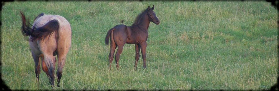 "A nice example of the quality produced at Coyote Ridge Roans."  Copyright 2007 photo: Jennifer Keller