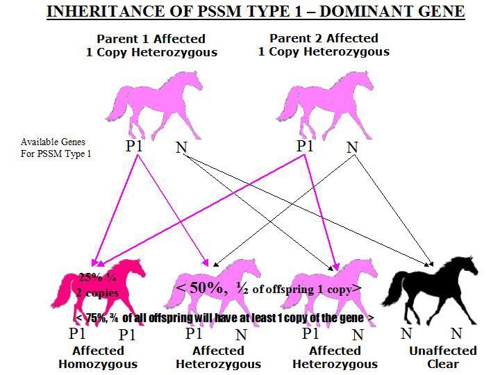 Pssm 1