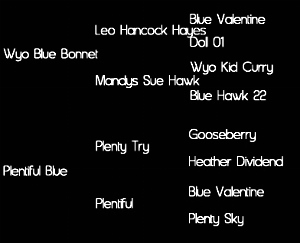 Sire: Wyo Blue Bonnet (Leo Hancock Hayes by Blue Valentine X Mandys Sue Hawk); Dam: Plentiful Blue (Plenty Try by Gooseberry X Plentiful by Blue Valentine     Tested: N/N for HYPP, HERDA, GBED, PSSM1, & MH