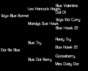 Sire: Wyo Blue Bonnet (Leo Hancock Hayes by Blue Valentine X Mandys Sue Hawk); Dam: Dot Be Blue (Blue Try by Plenty Try X Blue Dot Berry by Gooseberry)