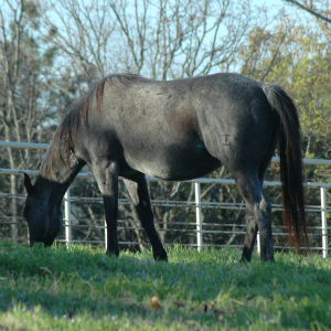 Blue roan daughter of Wyo Blue Bonnet