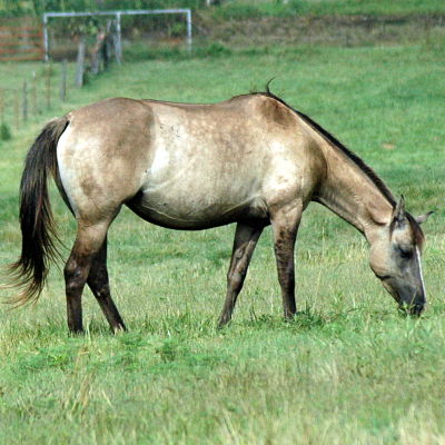 A double bred granddaughter of Wyo Blue Bonnet