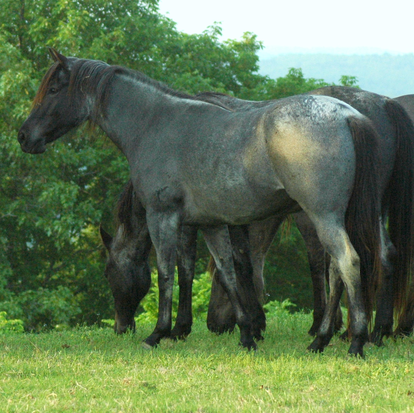 Blue roan daughter of Red Roan Raider