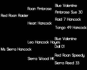 Sire: Red Roan Raider (Roan Ambrose by Roan Ambrose X Heart Hancock); Dam: Ms Sierra Hancock (Leo Hancock Hayes X Sierra Wood HK by Red Roan Speedy)     Tested: N/N for HYPP, HERDA, GBED, PSSM1, & MH