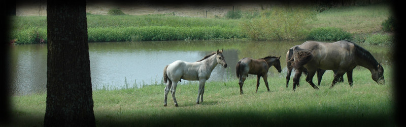 "Hancock horses grazing in the front pasture."  Copyright 2007 photo: Jennifer Keller