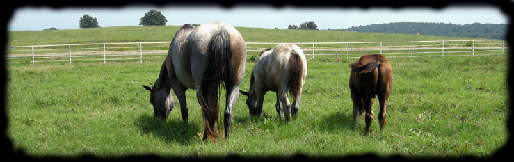 "A Blue Valentine grand-daughter with her 2008 blue/bay roan filly at side."  Copyright 2008 photo: Jennifer Keller 