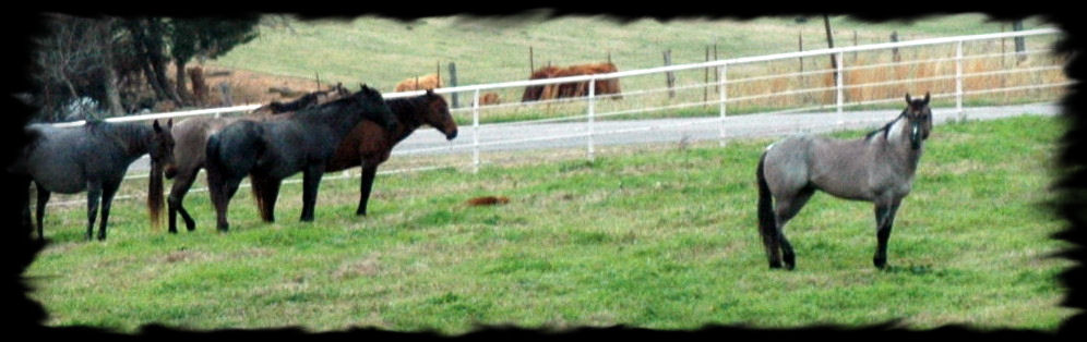 Wyo Roan Advantage with his mares the spring of 2009. Copyright © Coyote Ridge Ranch LLC