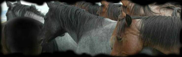 We feel that Blue Valentine/Hancock horses best fit today's busy schedules 